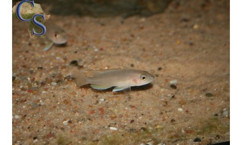 Neolamprologus ventralis